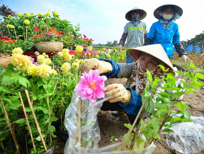 Ngắm Asian Cup làm từ hàng vạn cây hoa ở Hà Nội